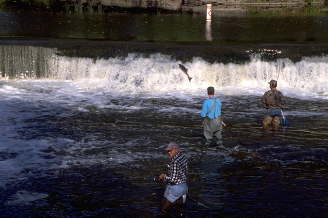 Lake Michigan Steelhead