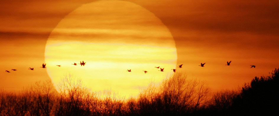 Migrating Birds
