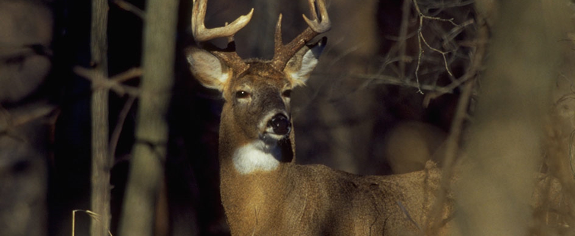 Ca Out Of State Hunting License
