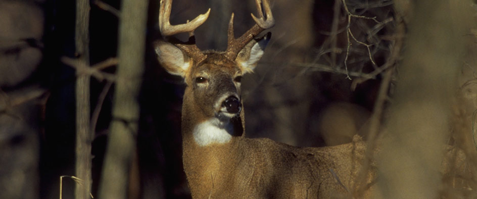 Whitetail Deer