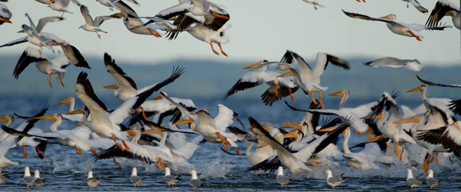 Large Birds