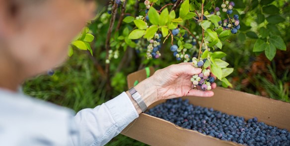 10 Pick-Your-Own Fruit Farms in Wisconsin