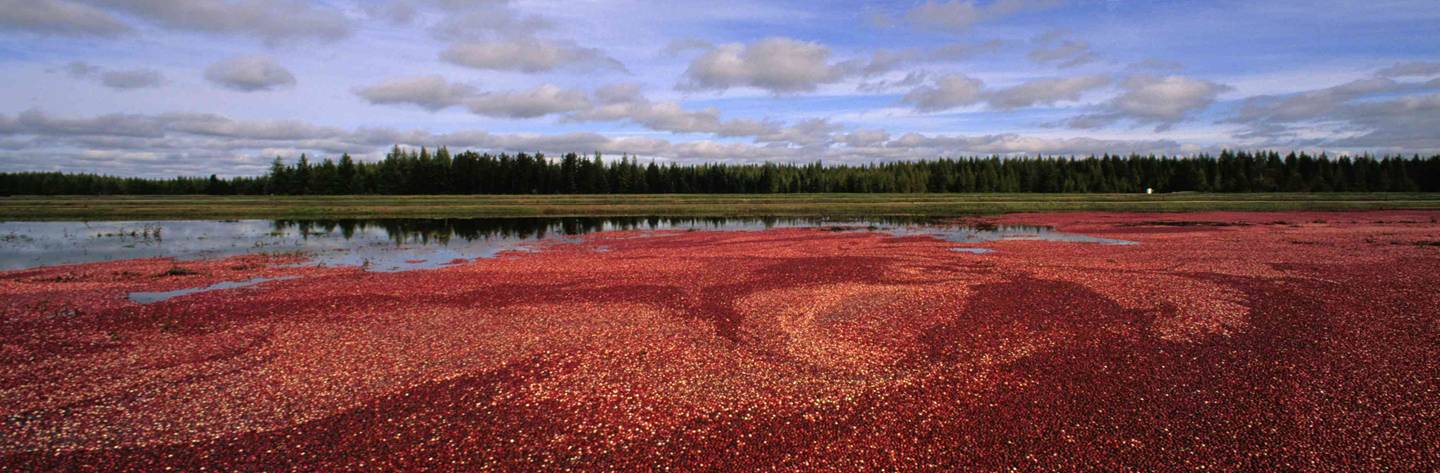 Cranberry Country