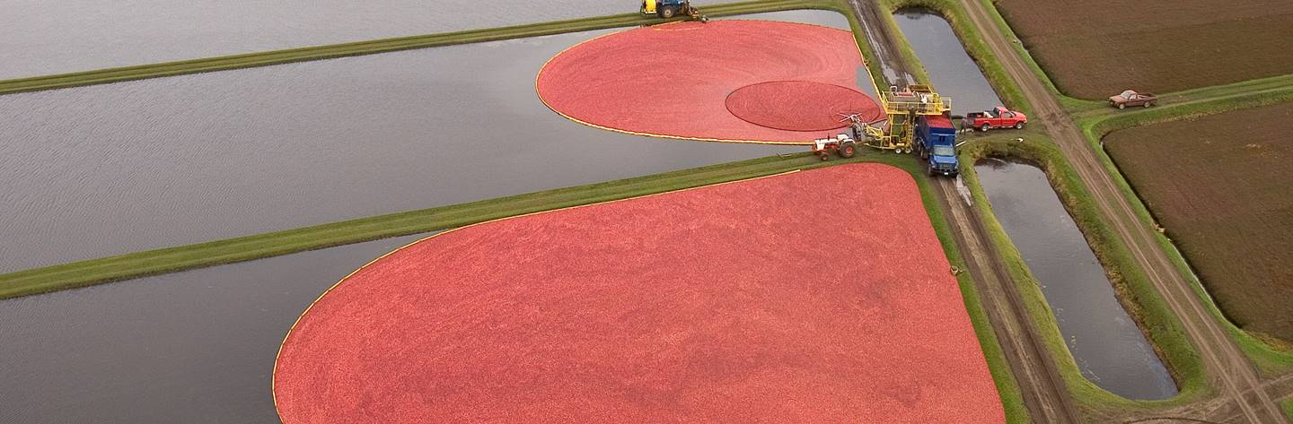 Tomah is Wisconsin&#39;s Cranberry Country!  Harvest happens in October so be sure to come down and see what it&#39;s all about!