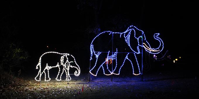 elephant display at Lights in Lincoln Park