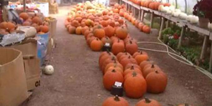 Fall pumpkins at King Berry Farm