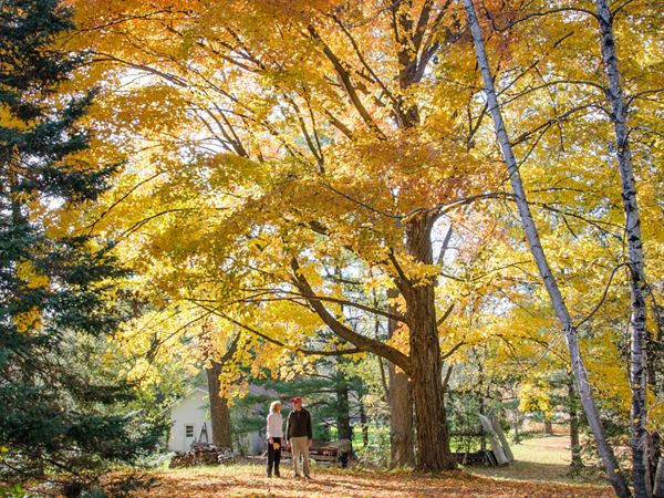 Couple Standing Among Trees of Fall Color