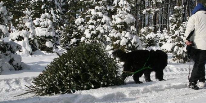 NEWFIES! The Upper Midwest Newfoundland Club will be at the farm pulling trees for tips Thanksgiving Weekend Only.