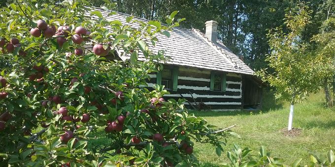 Apples and Cabin in the orchard.