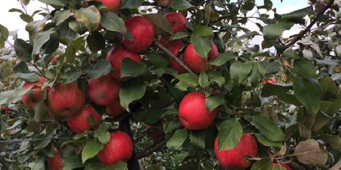 With over 20 varieties of apples in our orchard, ripening over the months of September and October, you&#39;re sure to find the taste and texture you love and crave from our selection! Using Integrated Pest Management techniques allows us to grow our apples as naturally as possible.