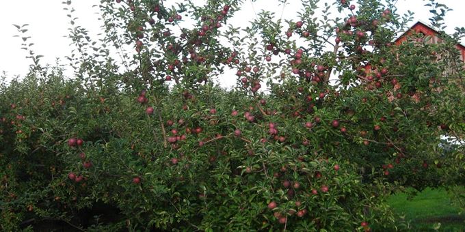 Pre-picked apples
