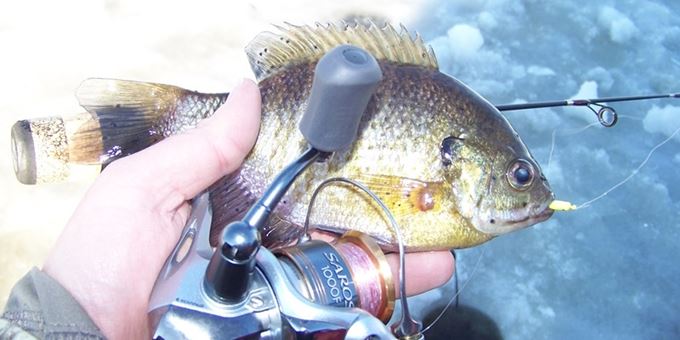 Winter Bluegill on a Price County Lake