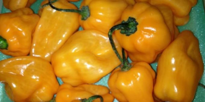 Habanero peppers for chili