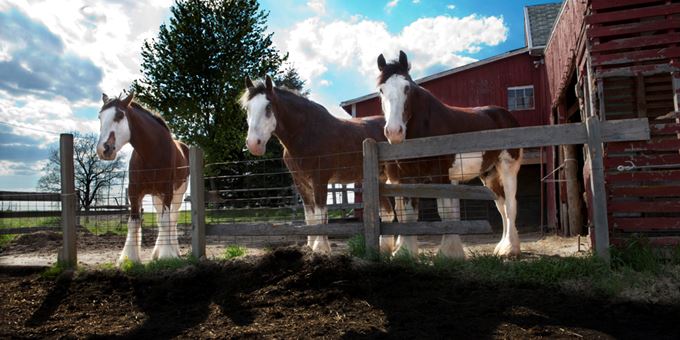 You can visit our beautiful Clydesdale horses at the farm or enjoy a horse-drawn carriage ride in Columbus, Wisconsin.