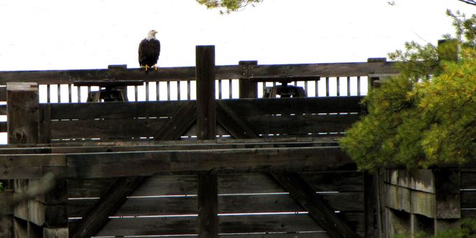 Bald Eagle at Round Lake Logging Dam