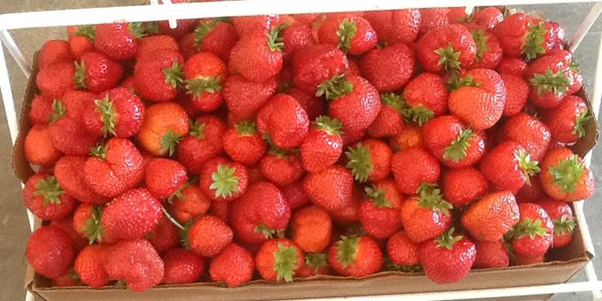 Strawberries at Govin&#39;s