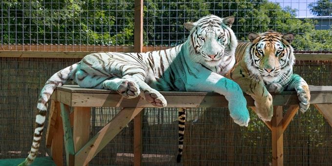 Enjoying time relaxing after Tiger Adventures!
