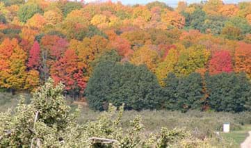 Wisconsin Fall Color Chart