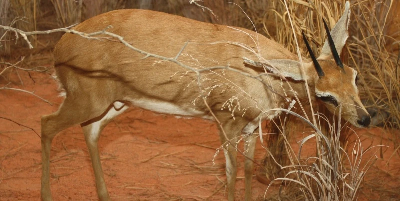 UW-Stevens Point Museum of Natural History | Travel Wisconsin