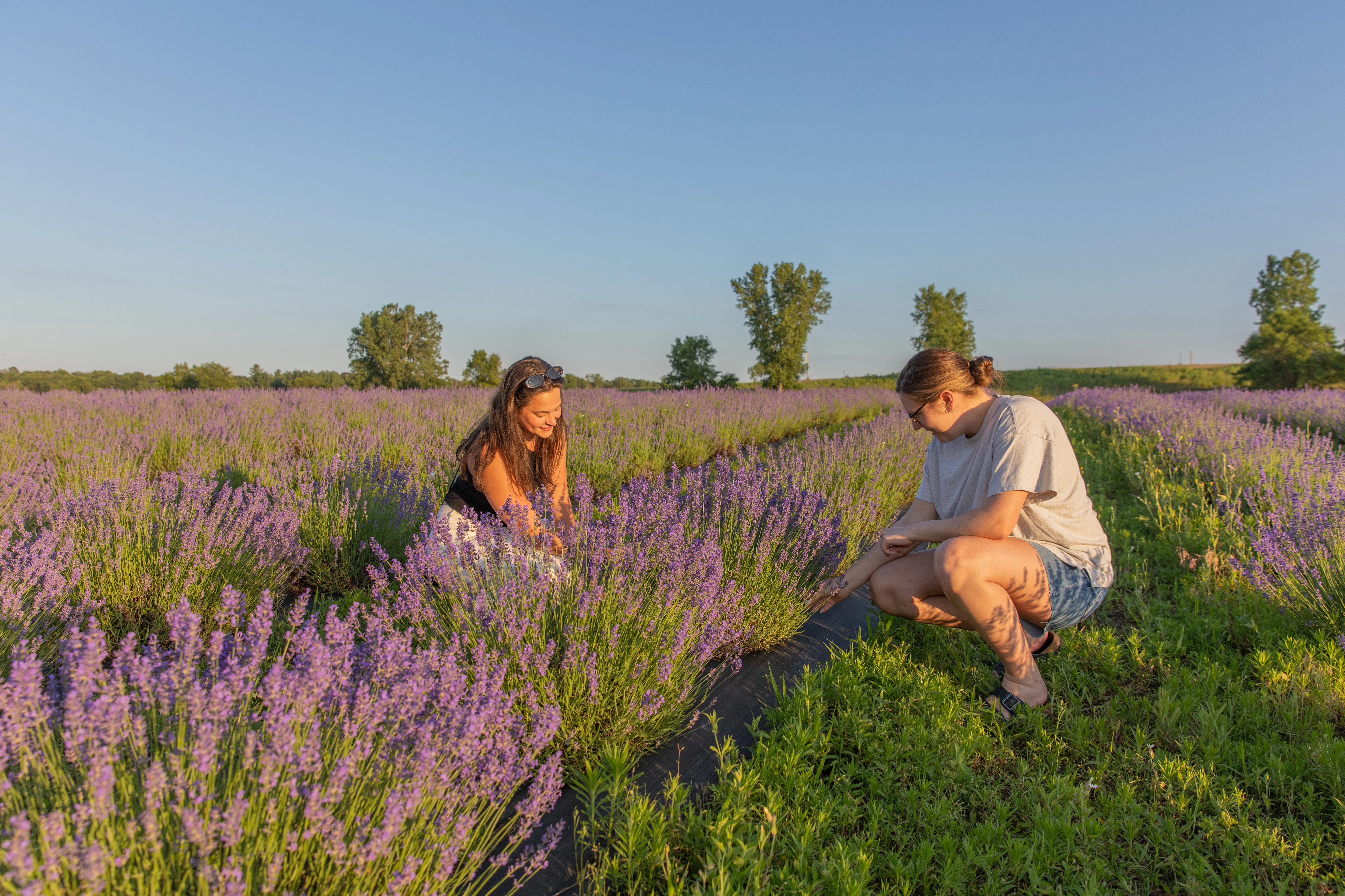Pondview Lavender Farm | Travel Wisconsin