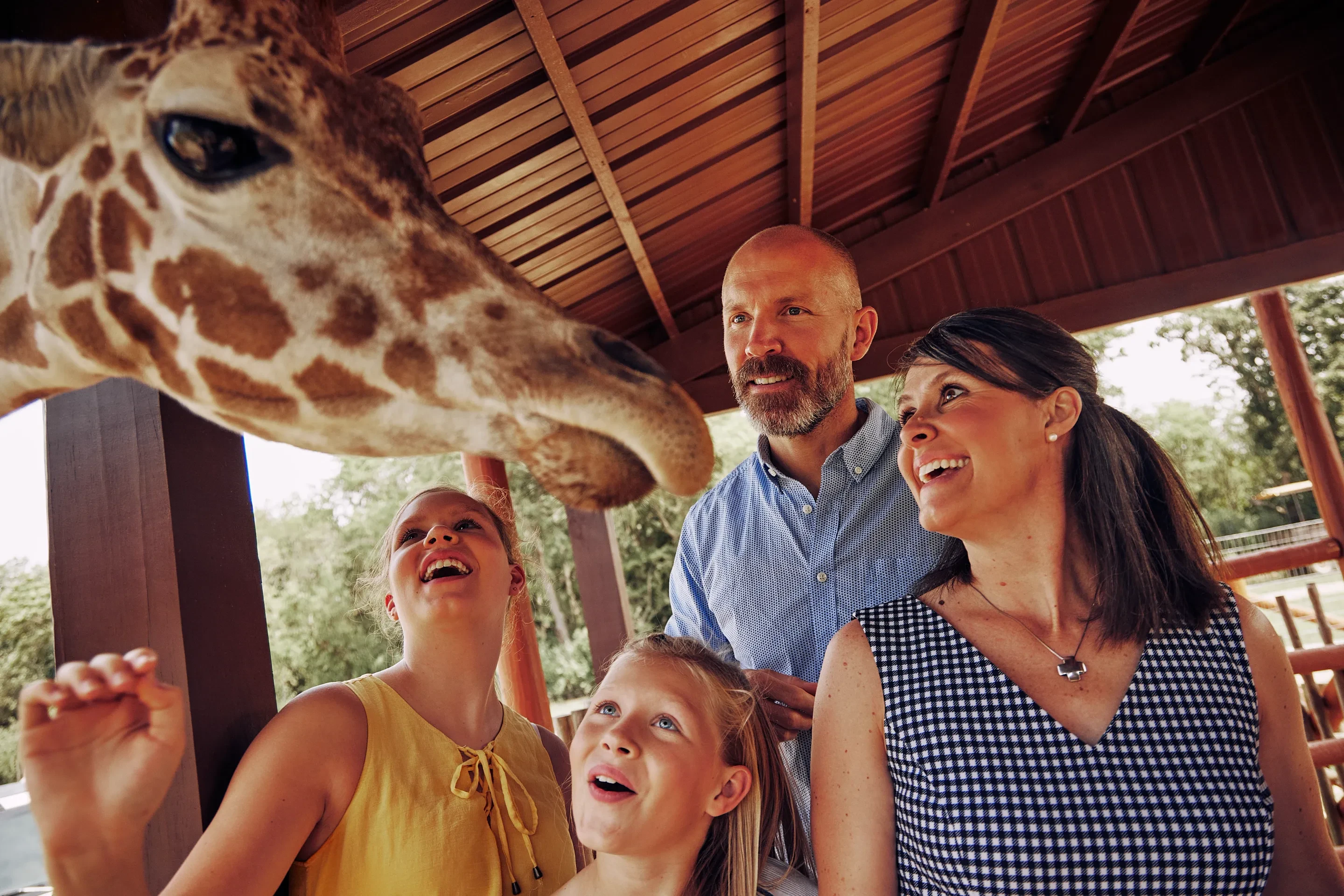 186-A Family Has A Close Encounter With A Giraffe At Safari-Lake Geneva