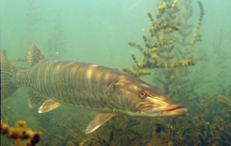 Spring Classic of Champions Musky Tournament