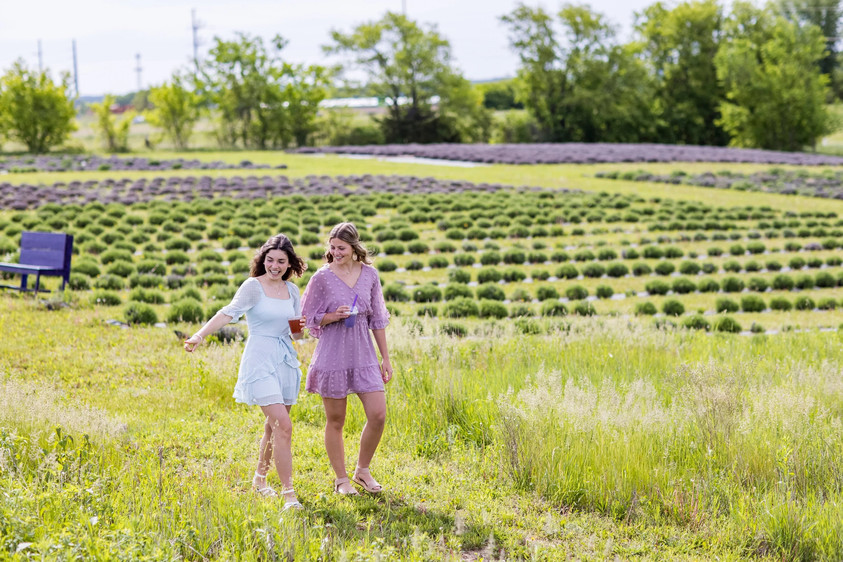 027 Women Walking Through Lavender Field At New Life Lavender & Cherry Farm In Baraboo