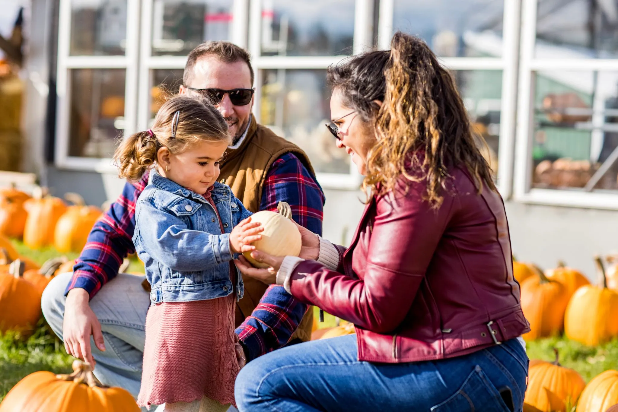 family picks pumpkin at country bumpkin farm