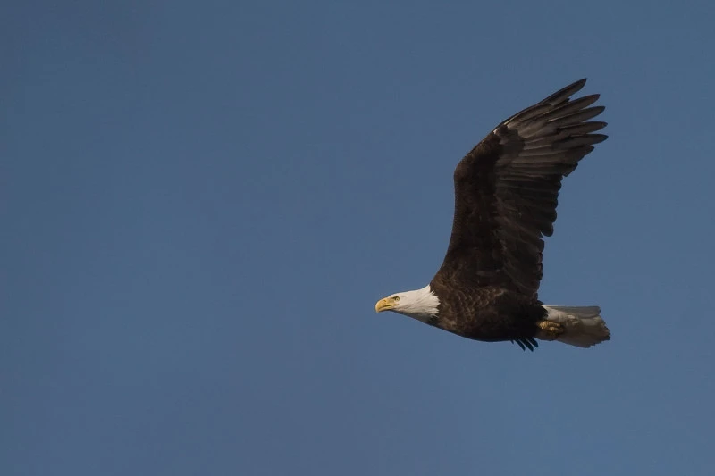 Bald Eagle Watching Prairie du Chien | Travel Wisconsin