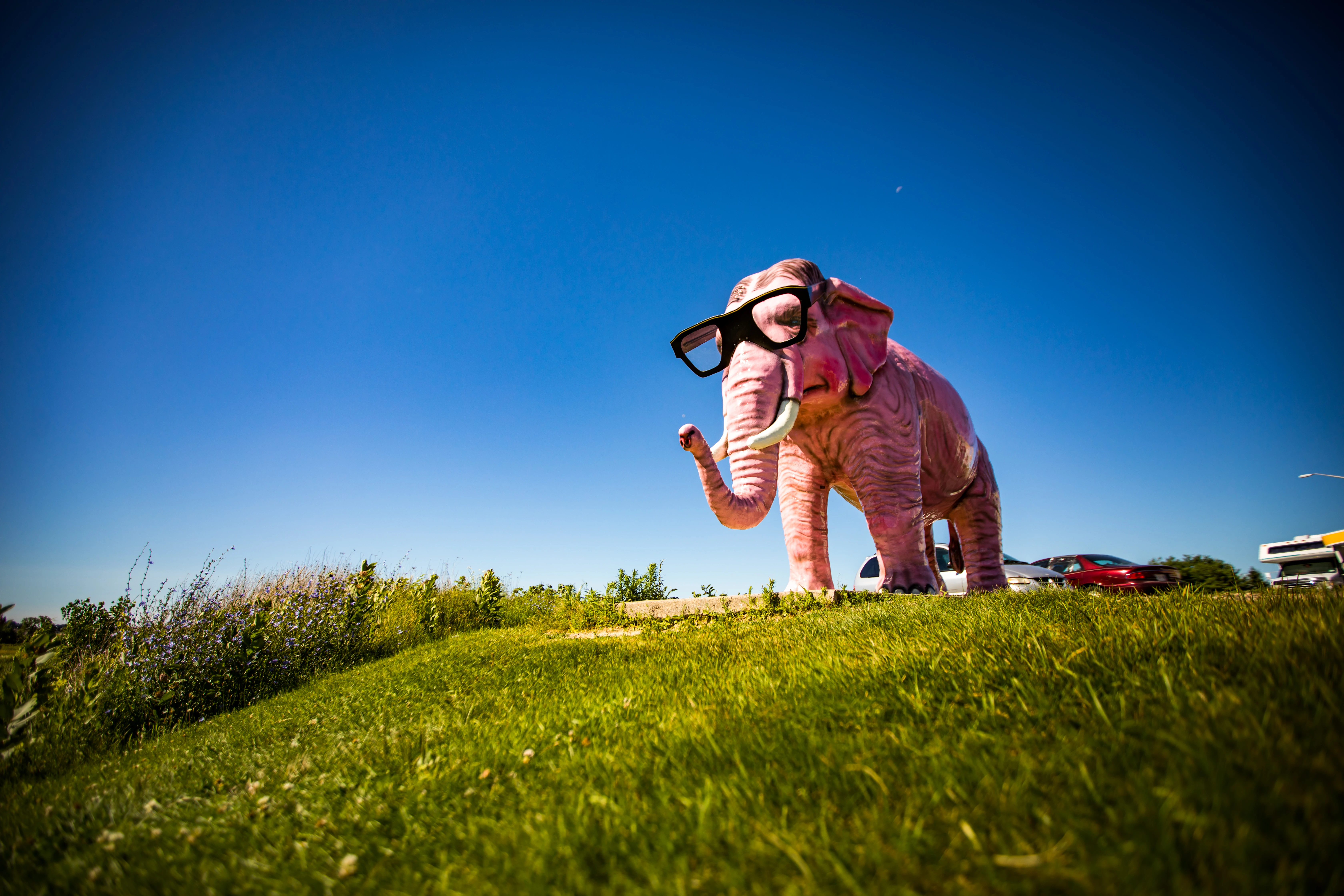 pinkie the elephant deforest 