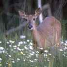 State Wildlife Animal: White-tailed Deer