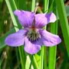 State Flower: Wood Violet