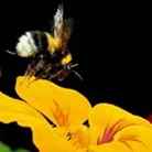 State Insect: Honey Bee