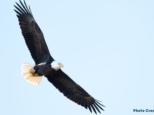 Know Before You Go: Bald Eagle Watching in Wisconsin