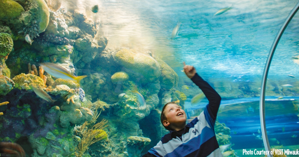 6 Splash-tastic Aquariums in Milwaukee Your Family Will Love (2024) -  Milwaukee With Kids