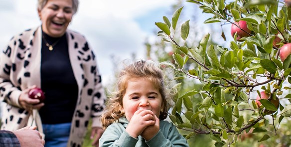 4 Pick-Your-Own Wisconsin Apple Orchards Near Chicago