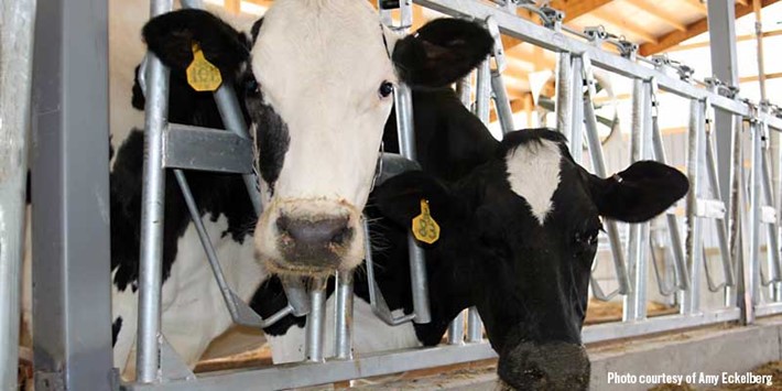 Meet Wisconsin's Dairy Cows | Travel Wisconsin
