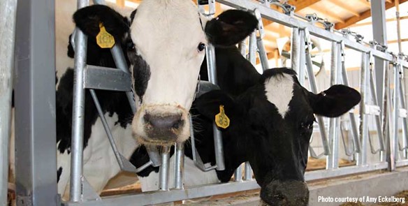 Meet America's Dairyland Cows!