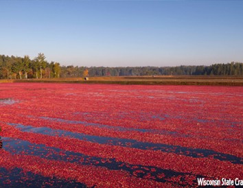 Four Must-Stops Along the Wisconsin Cranberry Trail