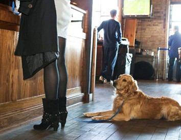 Pets Welcome: Wisconsin's Top Dog-Friendly Attractions