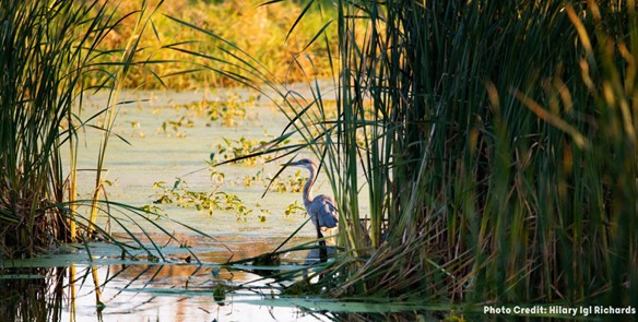 A Beginner's Guide to Wisconsin's Birding Hotspots
