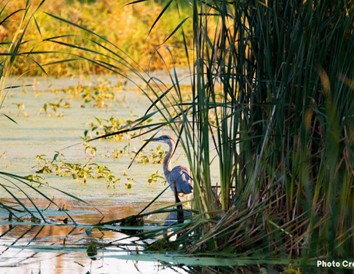 A Beginner's Guide to Wisconsin's Birding Hotspots