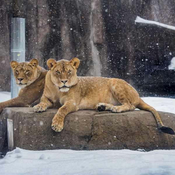 Frosty Free Week at the Milwaukee County Zoo - 12/26/23- 12/30/23