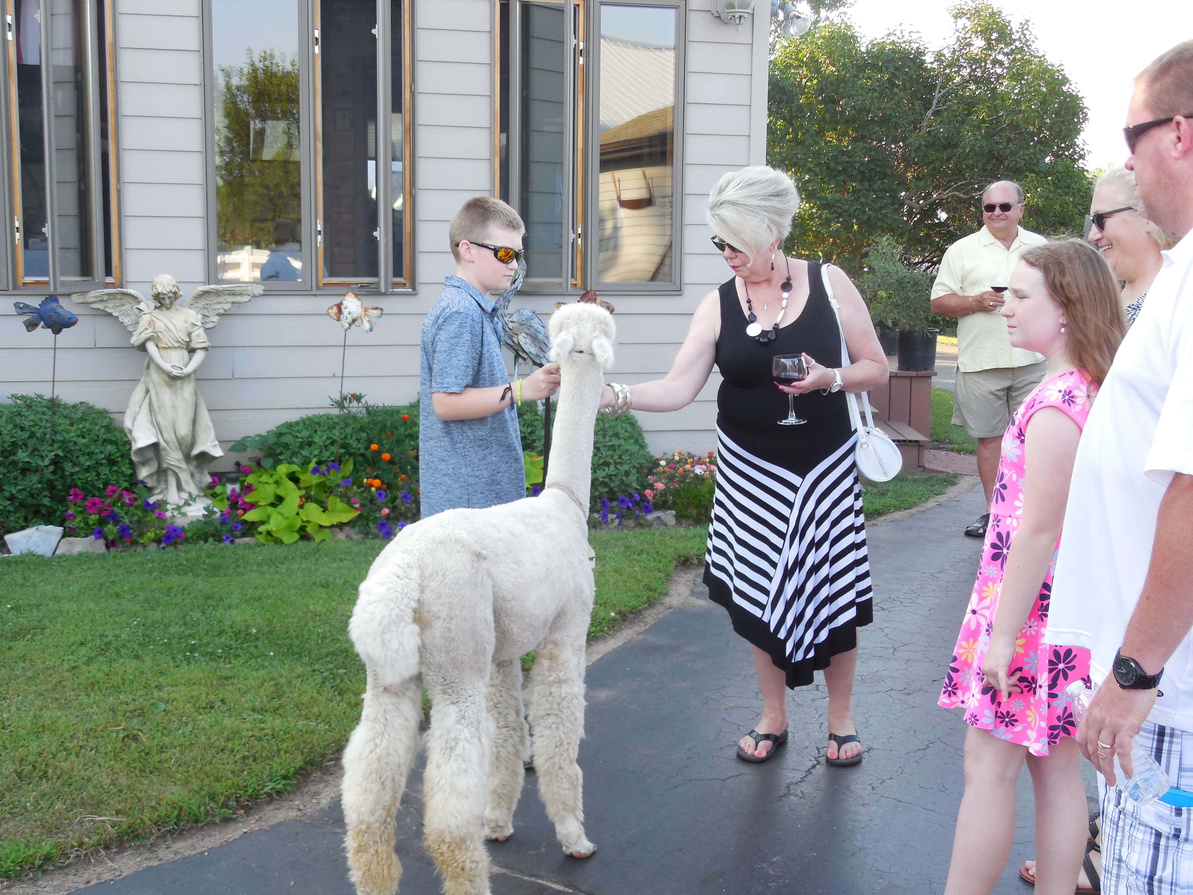 Meet the alpacas in person