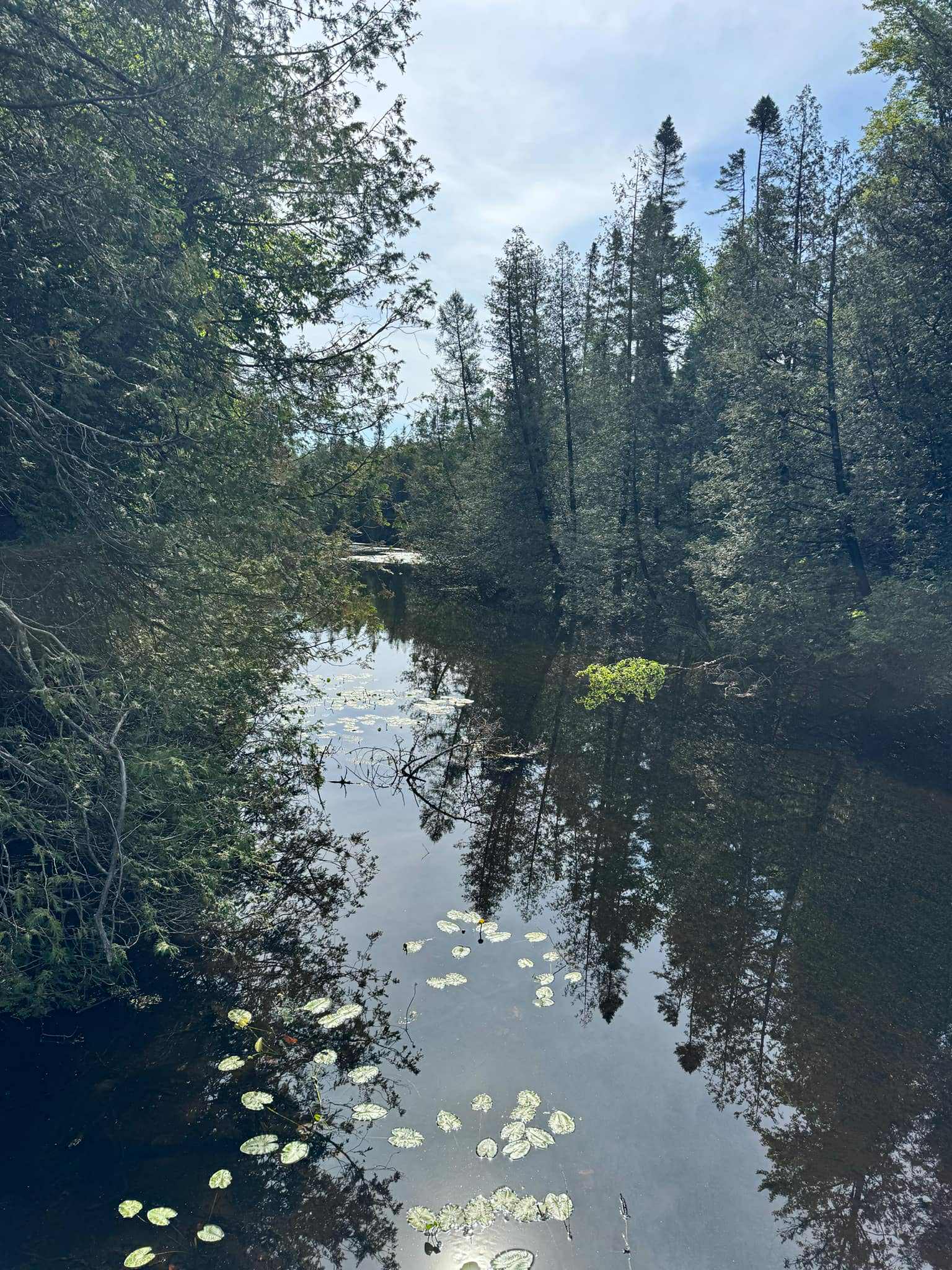 A calm section of water reflects tall cedar trees and the sky above at Gartzke Flowage. Lily pads float on the surface, and the dense forest frames the tranquil wetland scene, capturing the quiet beauty of northern Wisconsin wilderness.