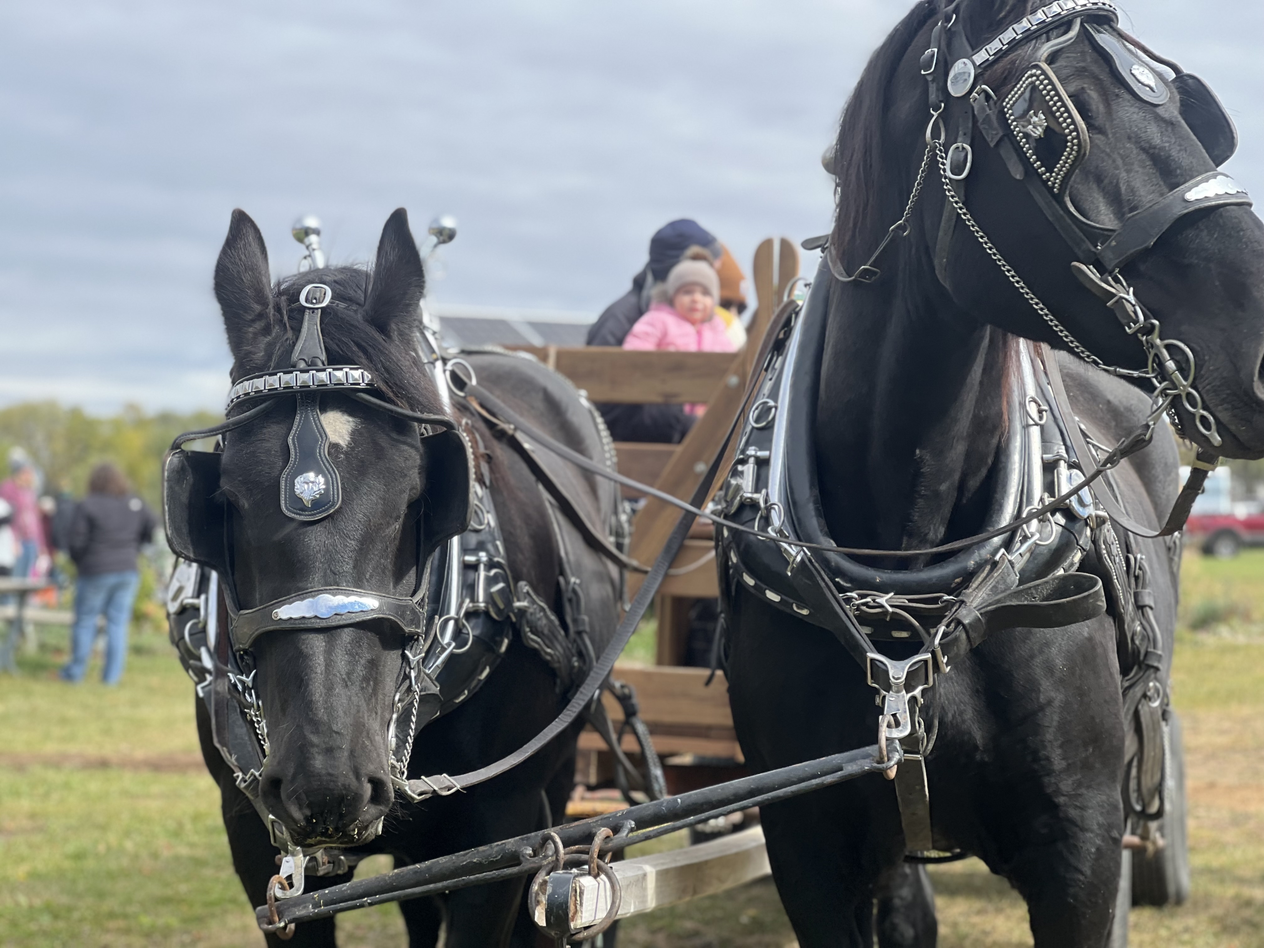 Horse-drawn wagon rides