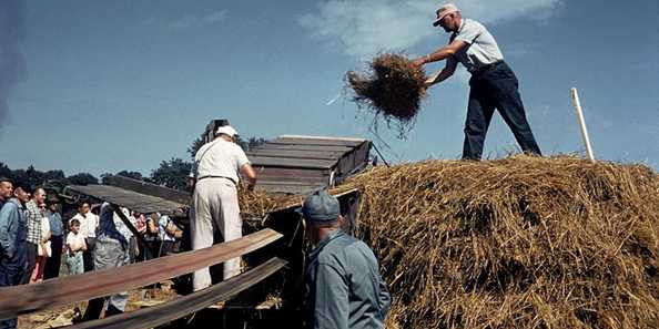 Threshing hay