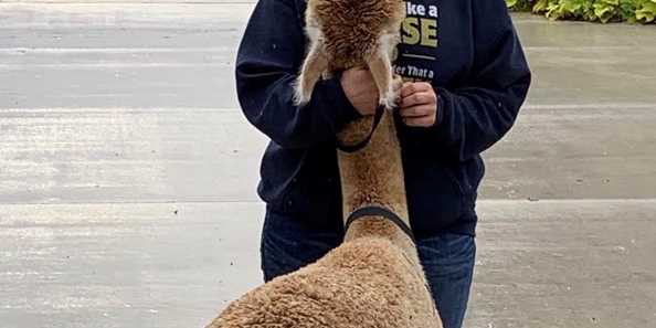 walking and talking with an alpaca