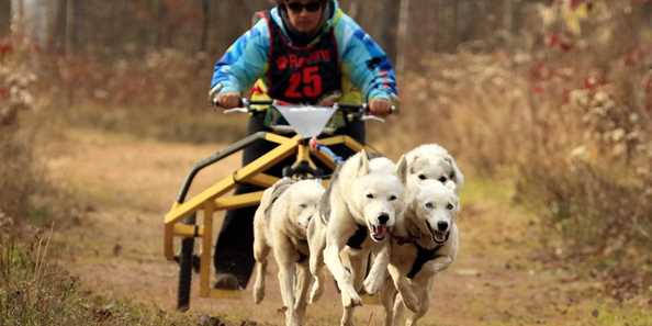 Four dog rig class team competing at the Dirty Dog Dryland Derby at Ma-Ka-Ja-Wan Boy Scout Reservation in Pearson, WI.