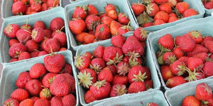 Fresh strawberries for sale at Strawberry Fest.